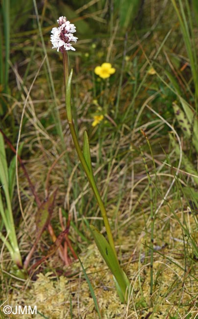 Gymnadenia frivaldii