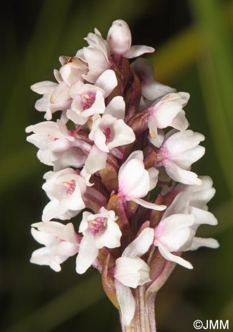 Gymnadenia frivaldii