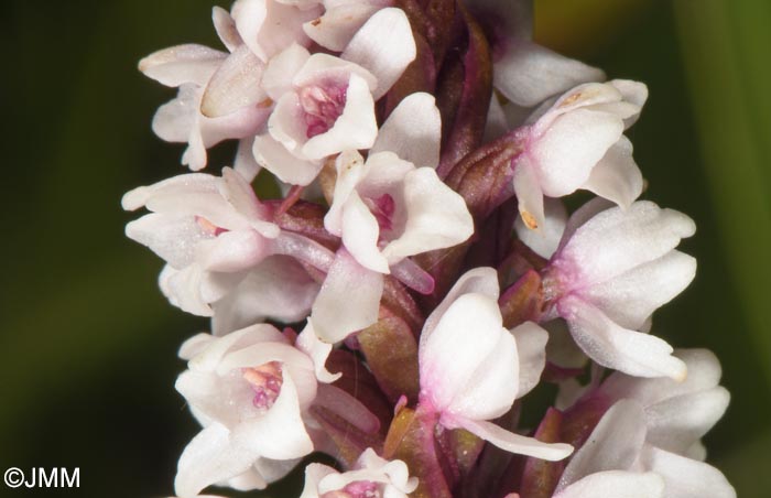 Gymnadenia frivaldii