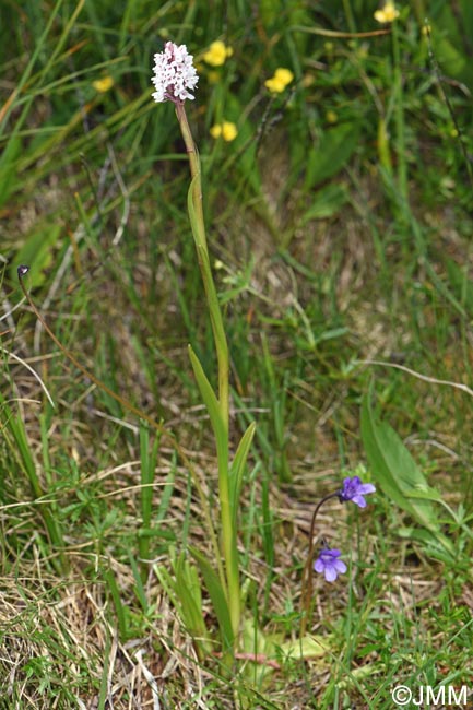 Gymnadenia frivaldii et Pinguicula vulgaris var. transsilvanica