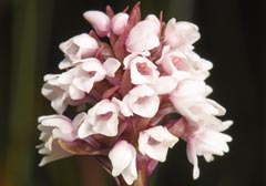 Gymnadenia frivaldii