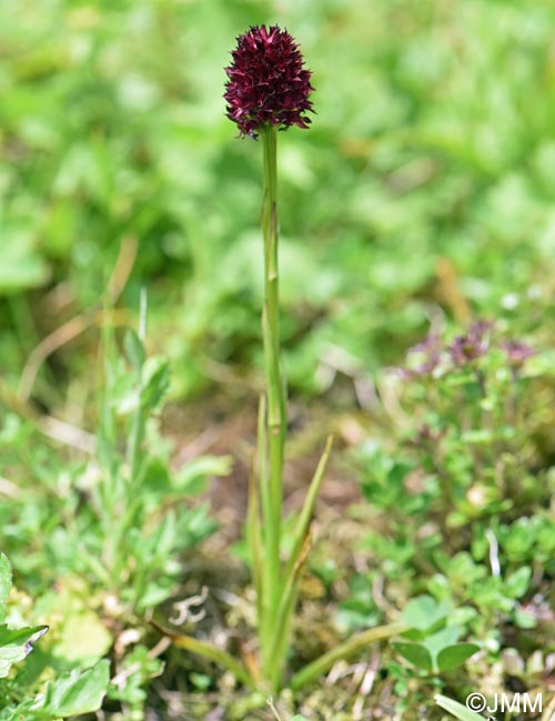 Gymnadenia suceveana