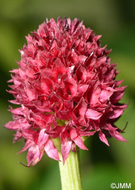 Gymnadenia suceveana