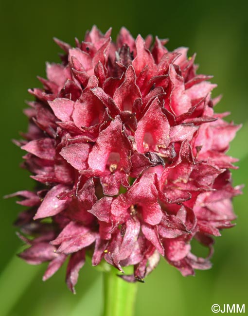 Gymnadenia suceveana