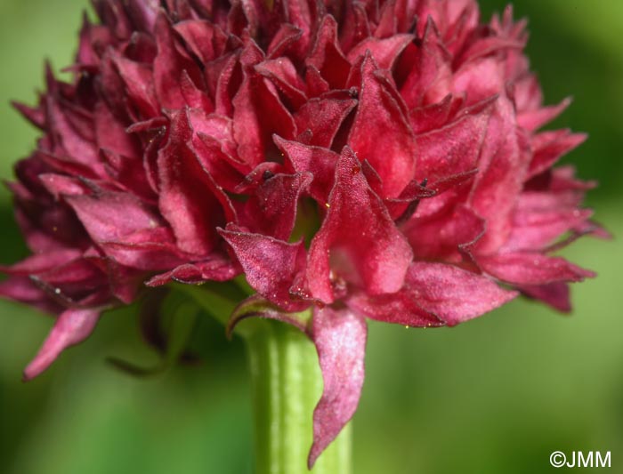 Gymnadenia suceveana