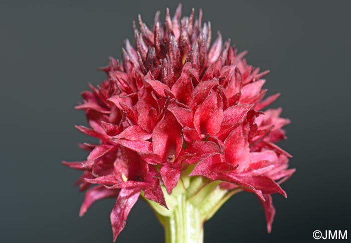 Gymnadenia suceveana