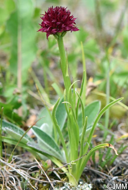 Gymnadenia suceveana
