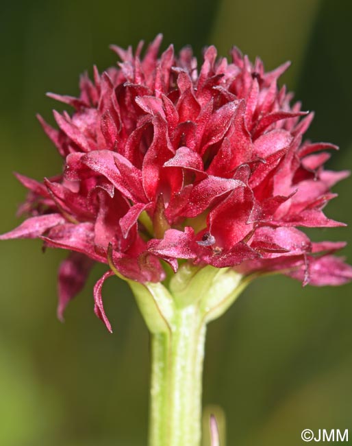 Gymnadenia suceveana