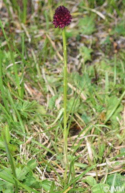 Gymnadenia suceveana
