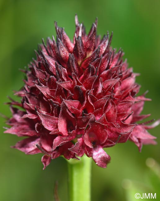 Gymnadenia suceveana