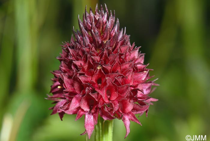 Gymnadenia suceveana