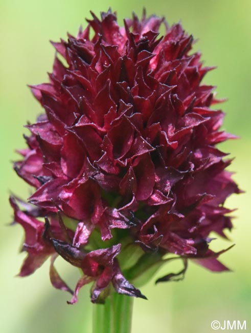 Gymnadenia suceveana