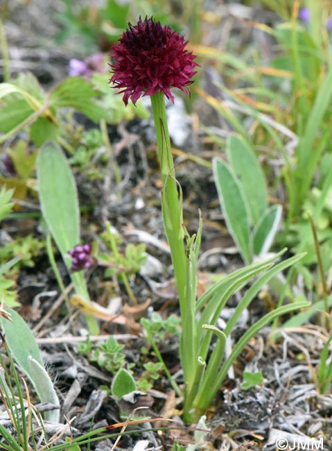 Gymnadenia suceveana