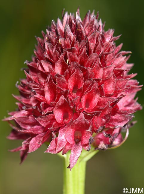 Gymnadenia suceveana