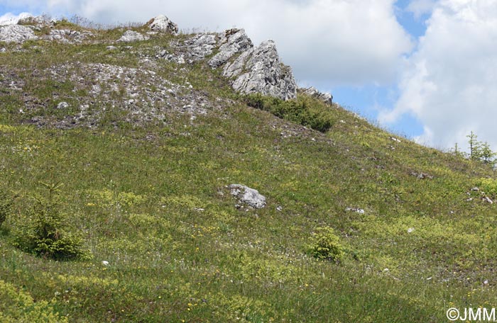 Gymnadenia suceveana