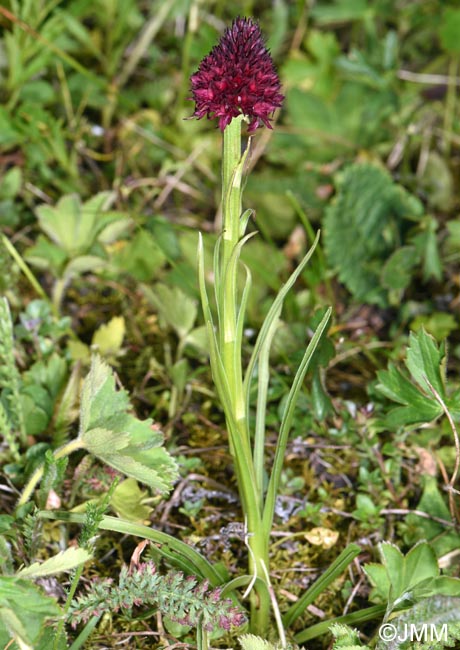 Gymnadenia suceveana