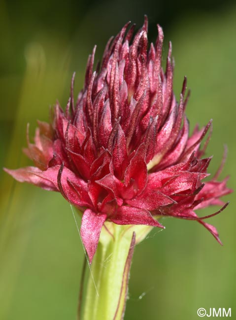 Gymnadenia suceveana