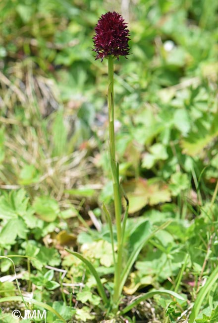Gymnadenia suceveana