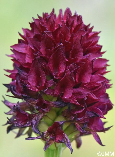 Gymnadenia suceveana