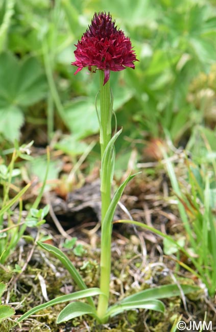 Gymnadenia suceveana