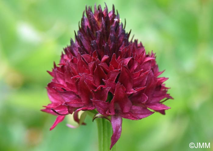 Gymnadenia suceveana