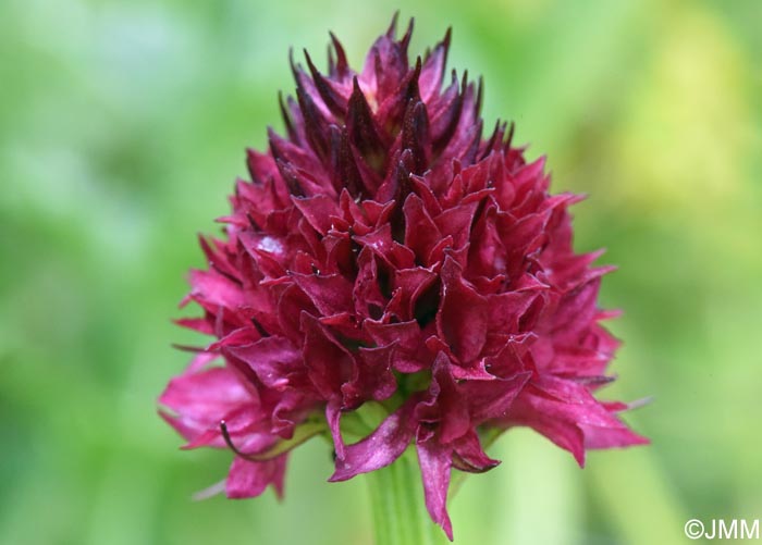 Gymnadenia suceveana