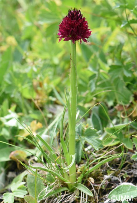 Gymnadenia suceveana