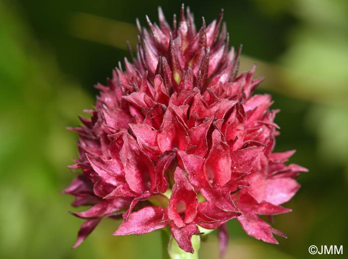 Gymnadenia suceveana