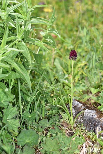 Gymnadenia suceveana & Gentiana asclepiadea