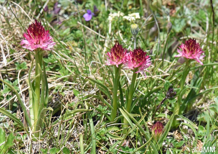 Gymnadenia winkeliana