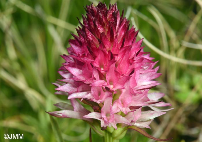 Gymnadenia winkeliana