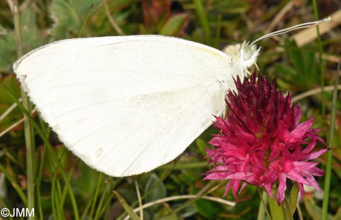 Gymnadenia winkeliana