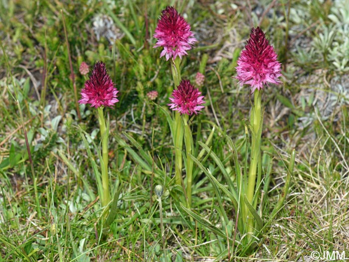Gymnadenia winkeliana