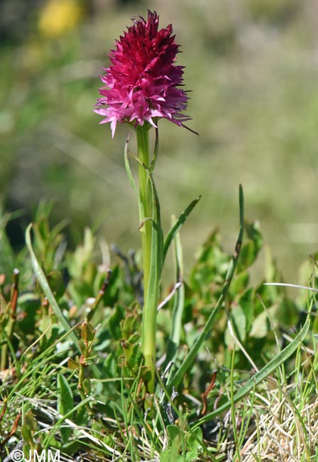Gymnadenia winkeliana
