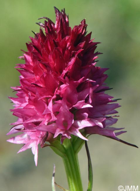 Gymnadenia winkeliana
