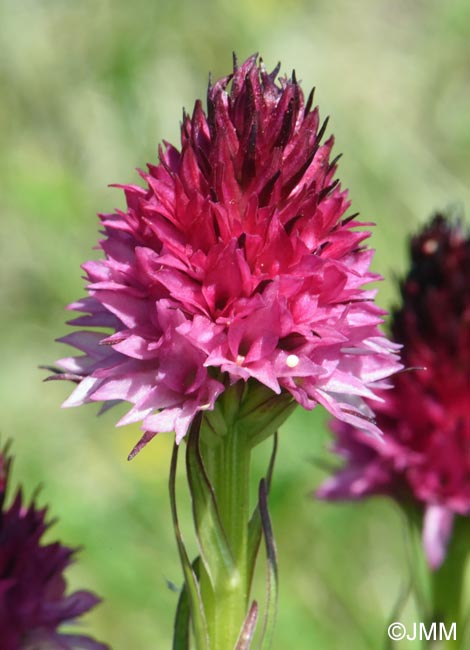 Gymnadenia winkeliana
