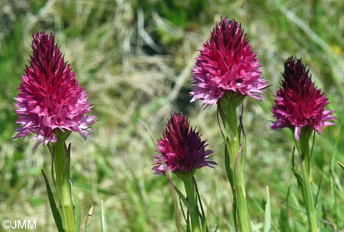 Gymnadenia winkeliana
