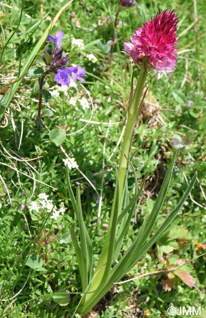 Gymnadenia winkeliana