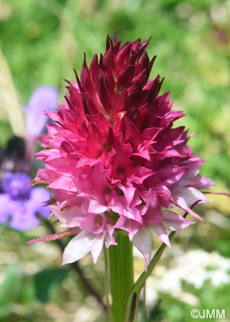 Gymnadenia winkeliana