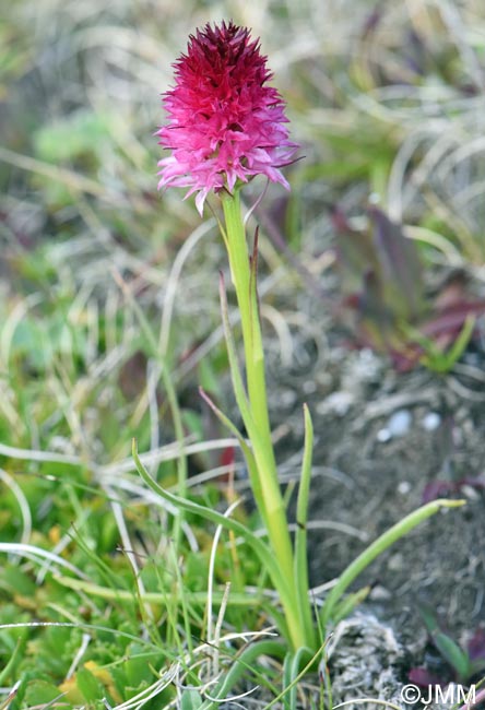 Gymnadenia winkeliana
