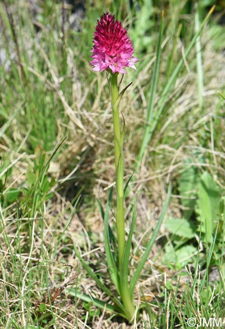 Gymnadenia winkeliana