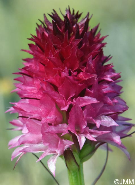 Gymnadenia winkeliana