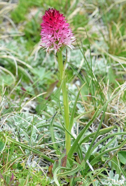 Gymnadenia winkeliana