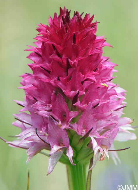 Gymnadenia winkeliana