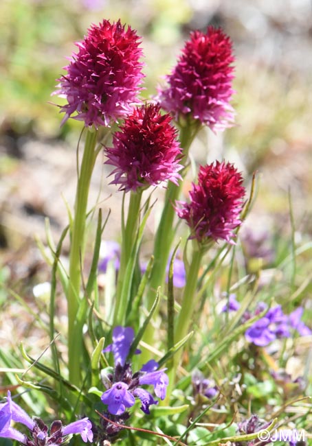 Gymnadenia winkeliana
