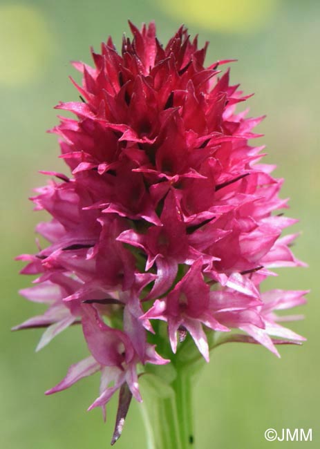 Gymnadenia winkeliana