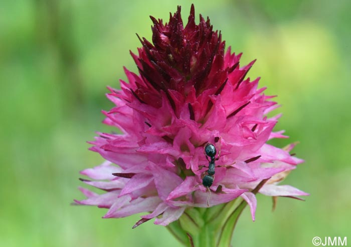 Gymnadenia winkeliana