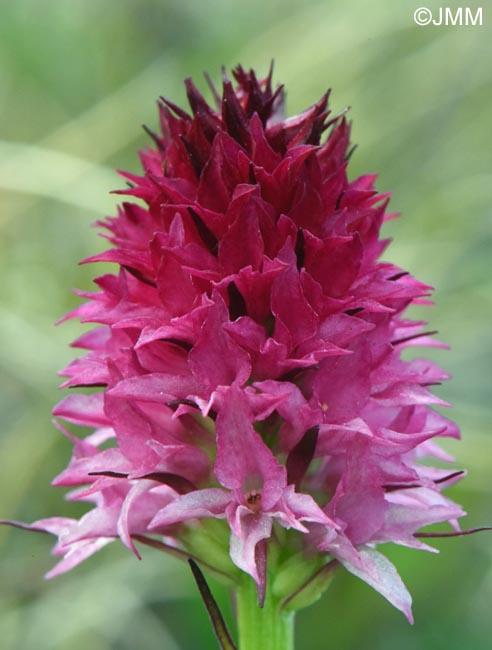 Gymnadenia winkeliana