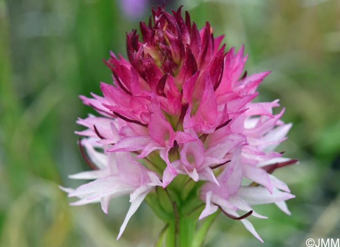 Gymnadenia winkeliana