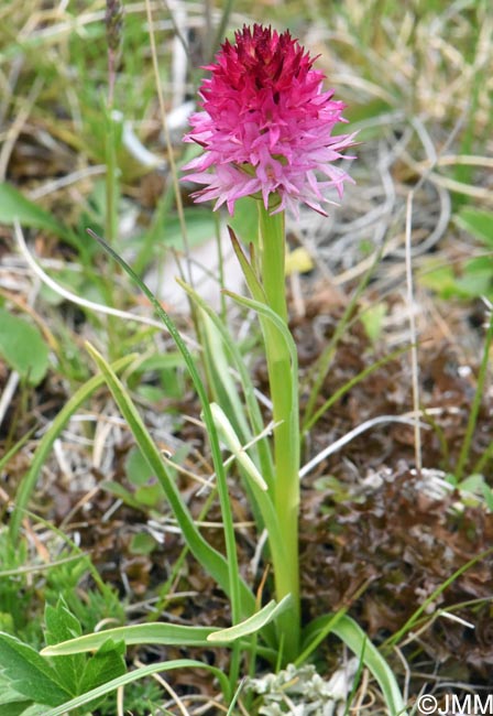 Gymnadenia winkeliana